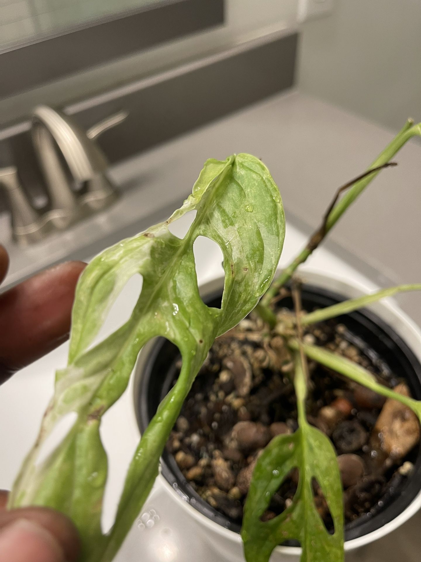 Monstera Adansonii Variegated Rare