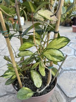 Hoya australis & Lisa