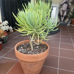 Bonsai Senecio Succulent Plant