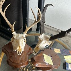 Deer Skulls