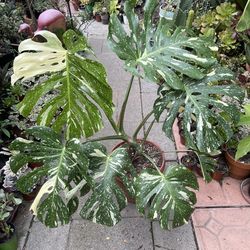 Beautiful Monstera Thai Constellation Variegated Philodendron
