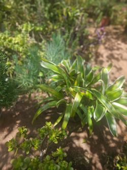 Arbolitos de frutas y 🪴 plantas de venta