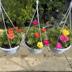 Rose Moss Amor Un Rato Portulaca 8$ Each