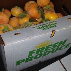 Fresh FUYU PERSIMMONS FOR A BARGAIN PRICE, 3.00 A POUND 2.0/1