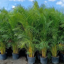 Huge Arecas About  8 Feet Tall Instant Privacy Hedge For Fence