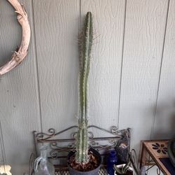 Peruvian Torch Cactus Plant Trichocereus 
