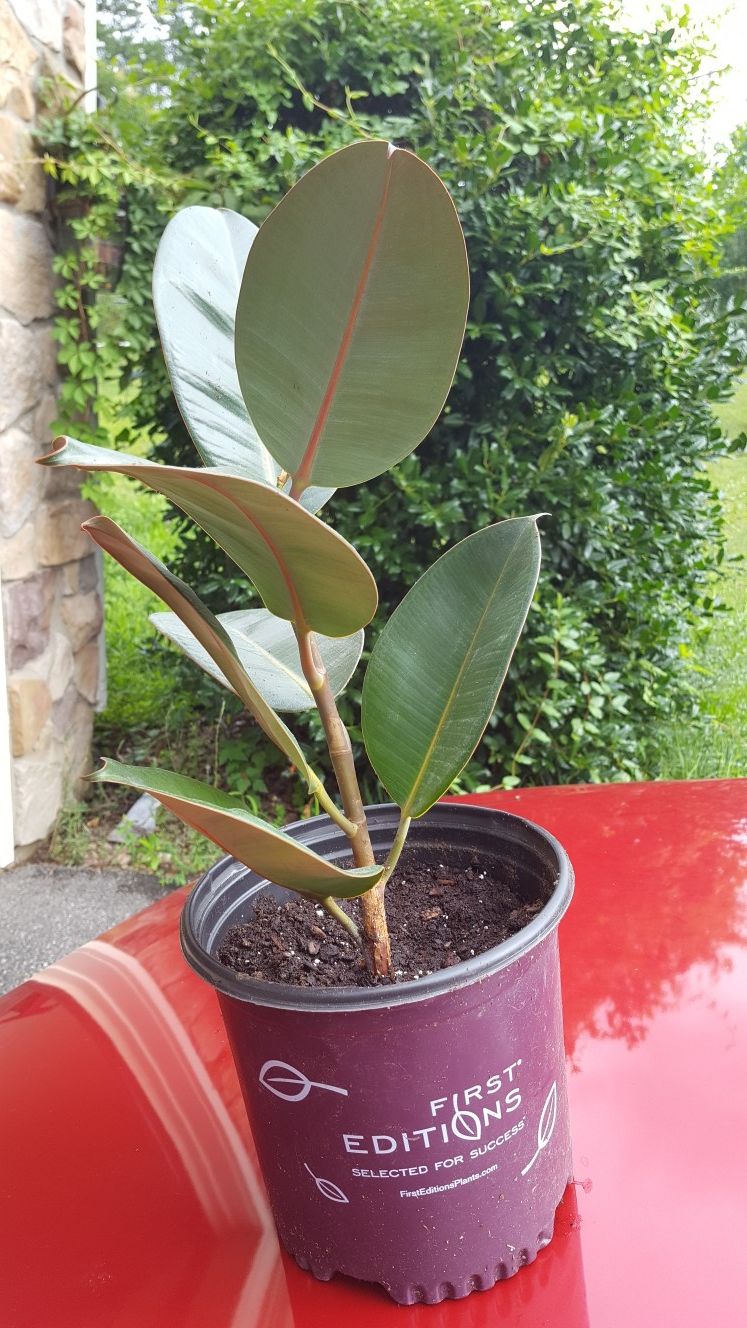 Organic Burgandy Rubber Tree 40"