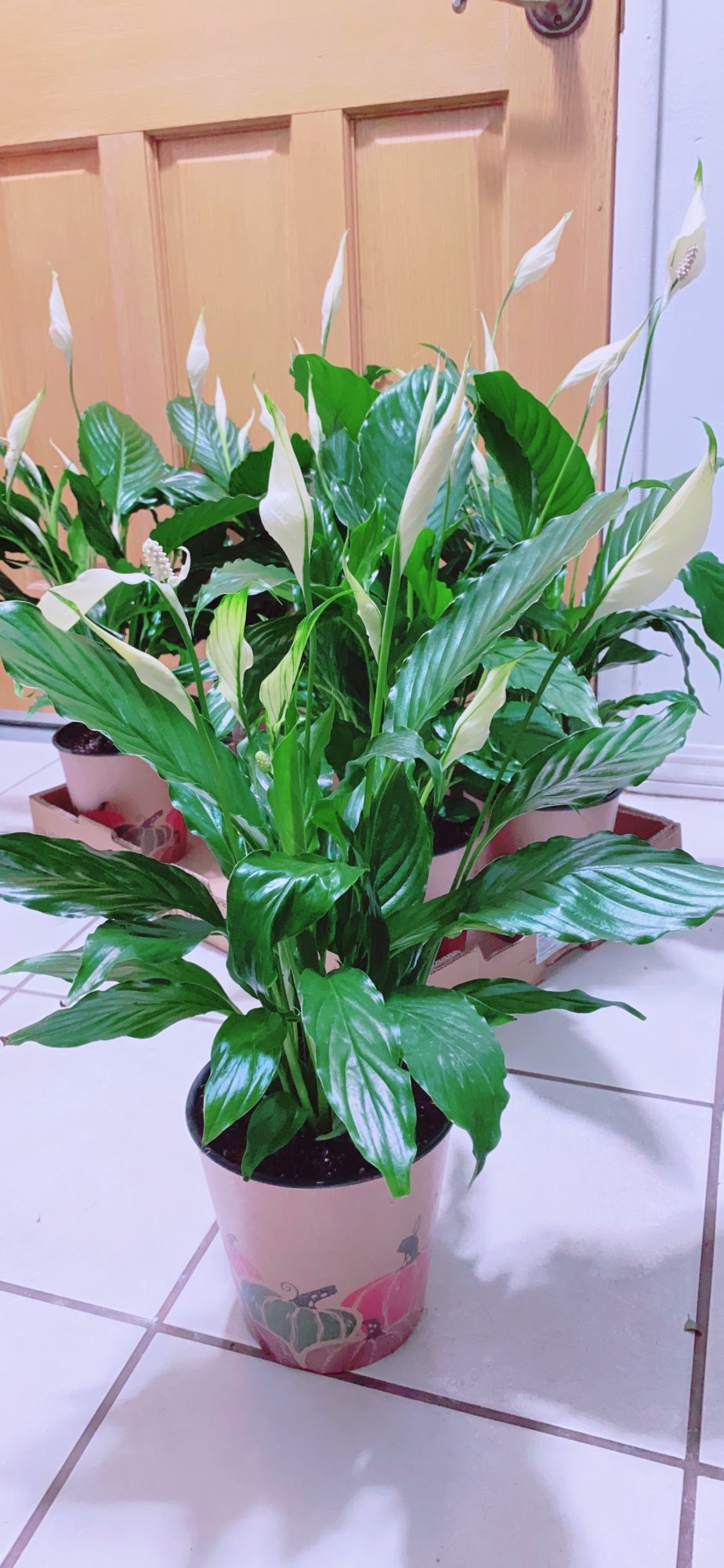 Beautiful Peace Lily 🌿 6” pot