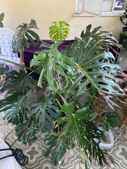 Large Monstera deliciosa