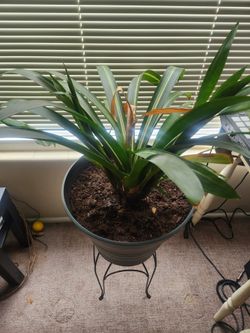 Mystery houseplant