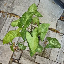 Arrowhead Plant 
