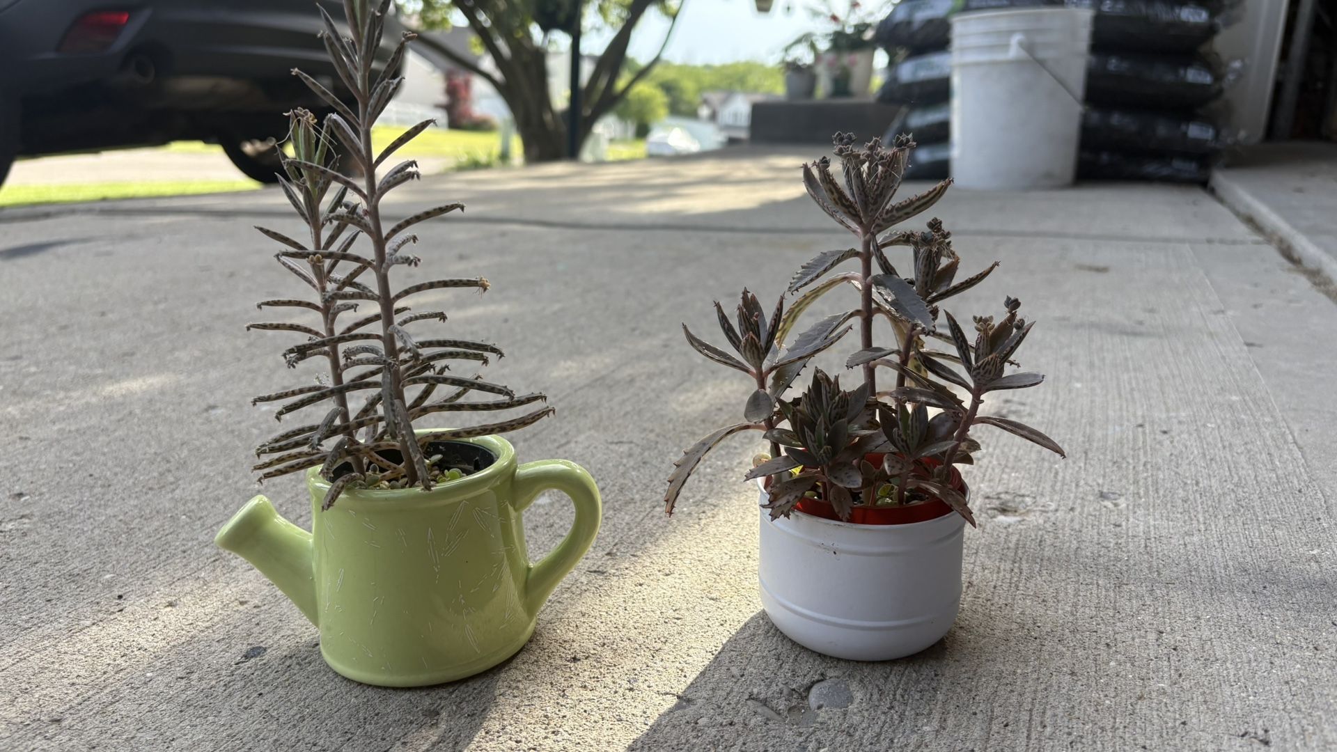 Small Plants - Mother Of Millions
