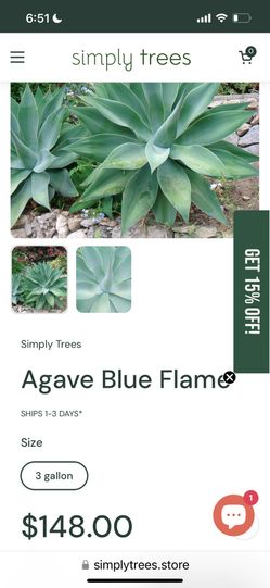Beautiful Healthy Fox Tail Agave