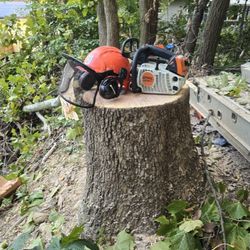 Clean Leaves. Cut Tree