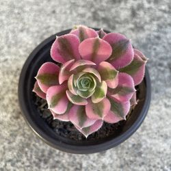 Pink witch succulent