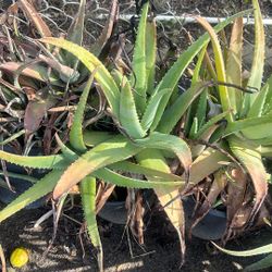 20 $ Single Plant Sale! 