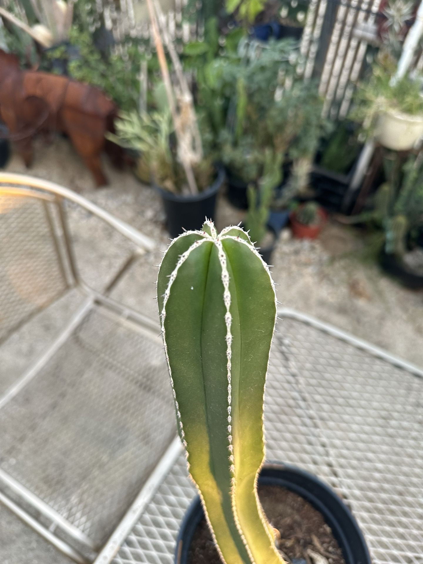Cactus for Sale