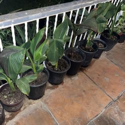 So Many Plants Available Up For Sale