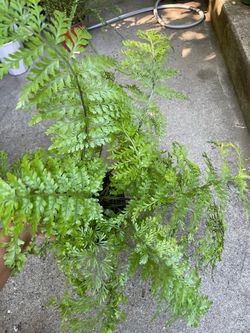 6” pot Blue Star Fern and Mother Fern; $20each or both for $35; 95820