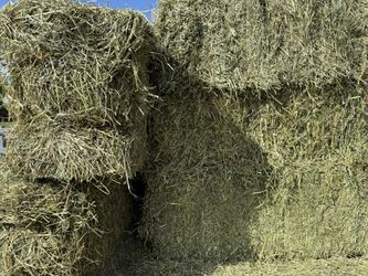Alfalfa Alfalfa For Animals