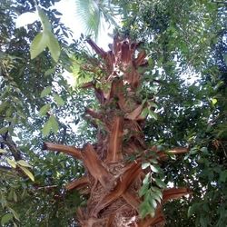 🌴Fan PalmTree (Palma)