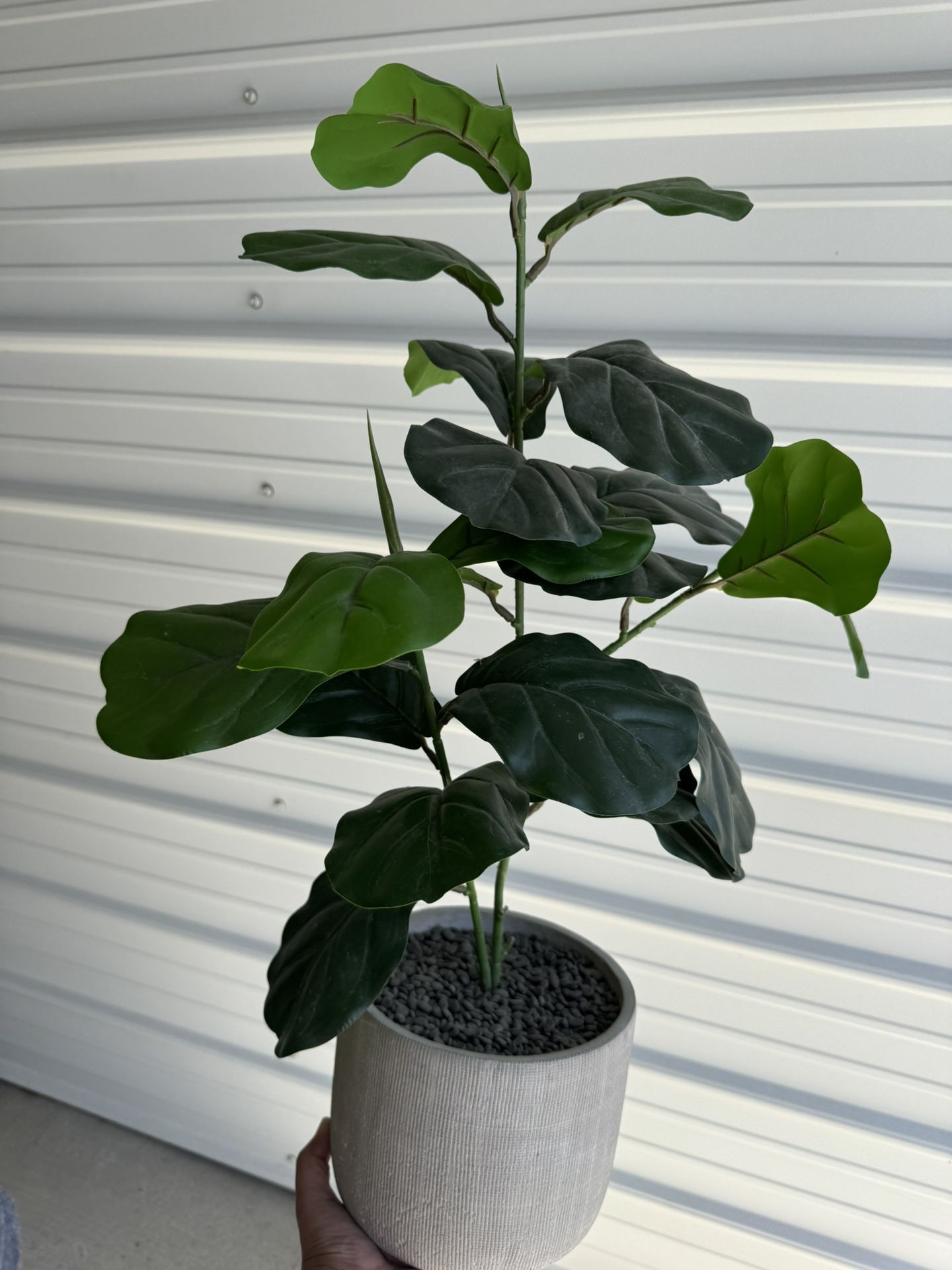 Plant