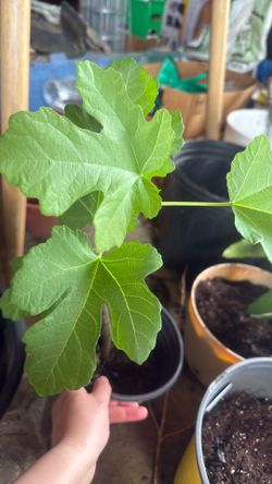 Small Fig Tree 