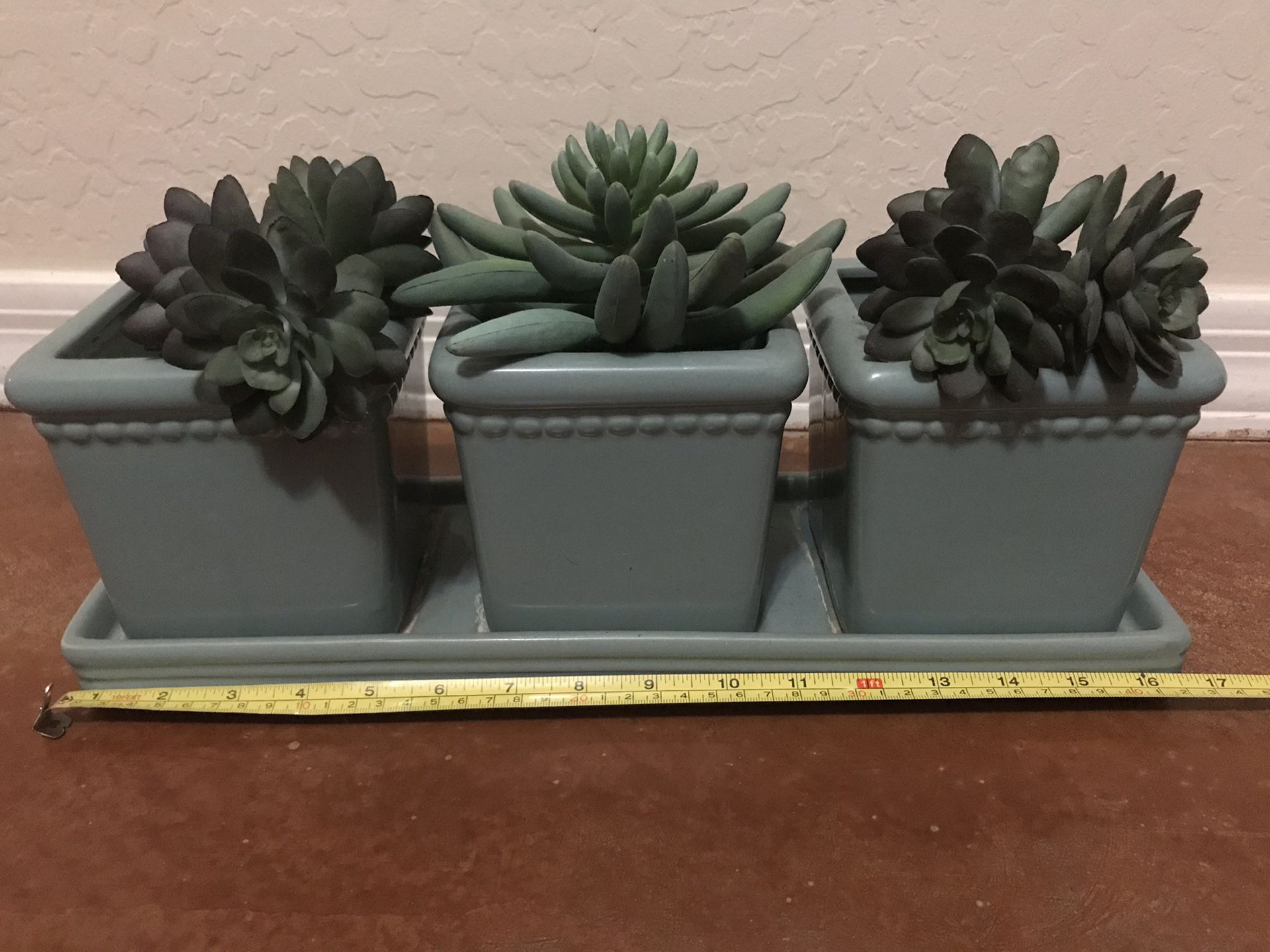 Succulents and 3 section pot holder connected to base