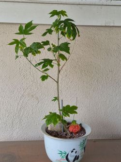 Chinese Lantern  plant (aka Tiger Eye)