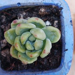 Succulent TISCALATENGO GORGE SEDUM