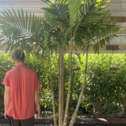 Alexander Palm ( Free Delivery )