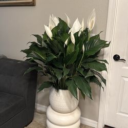 3 gallon  3 feet tall 34” wide extra large peace lily