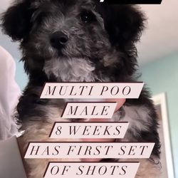 Multi Poo