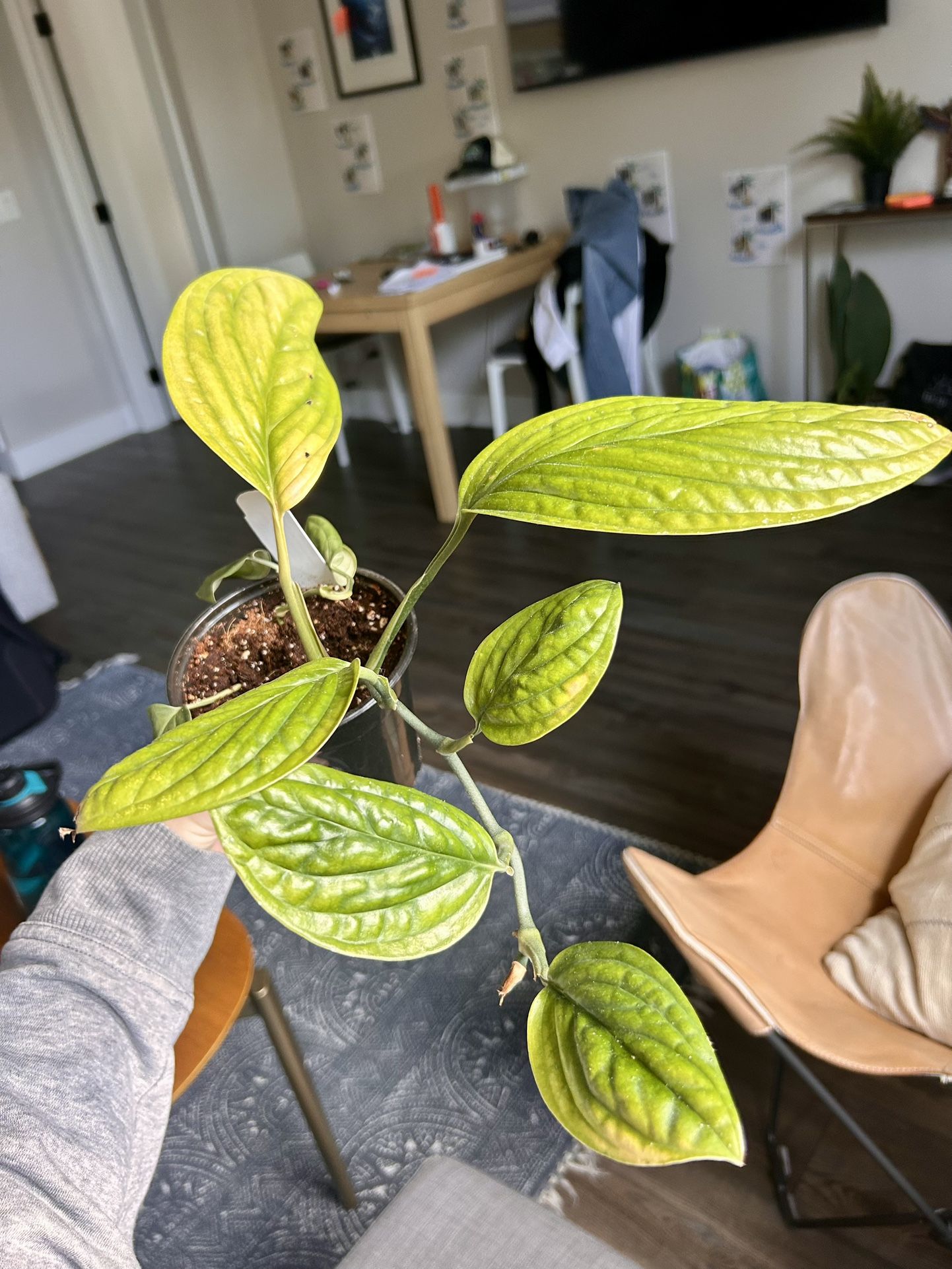 4” Philodendron Peru Plant
