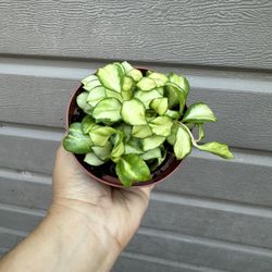 4” Variegated Hoya Heuschkeliana