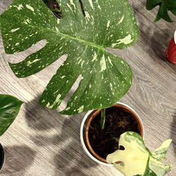 Monstera Thai Constellation 