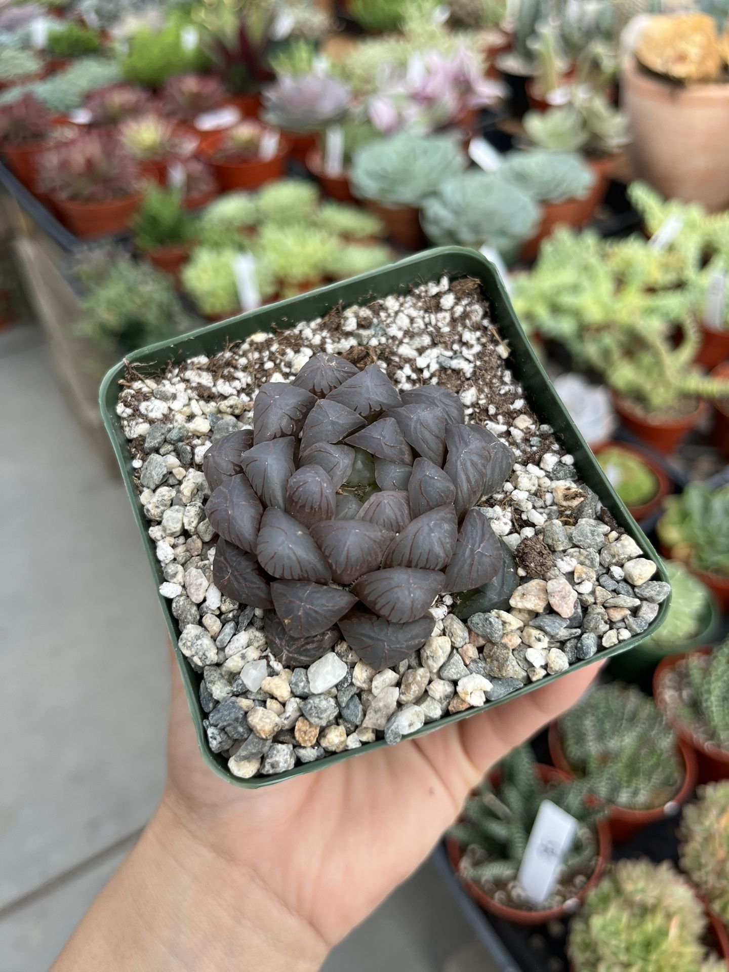 HAWORTHIA OBTUSA DODSON MURASAKI