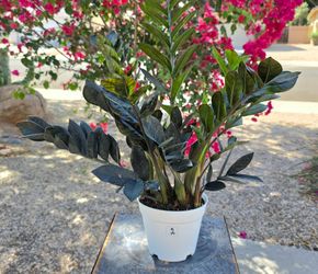 ZZ Black Raven Plant RARE Medium#2