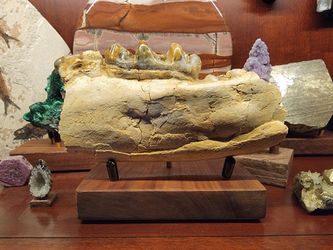 Old collection (over 70 years) Museum Quality Platybelodon, Gomphothere, Mammoth, Mastodon, Stegolophodon, and more. Authentic fossils.