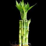 Lucky Bamboo 4" Straight Stalk