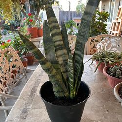 Snake plant