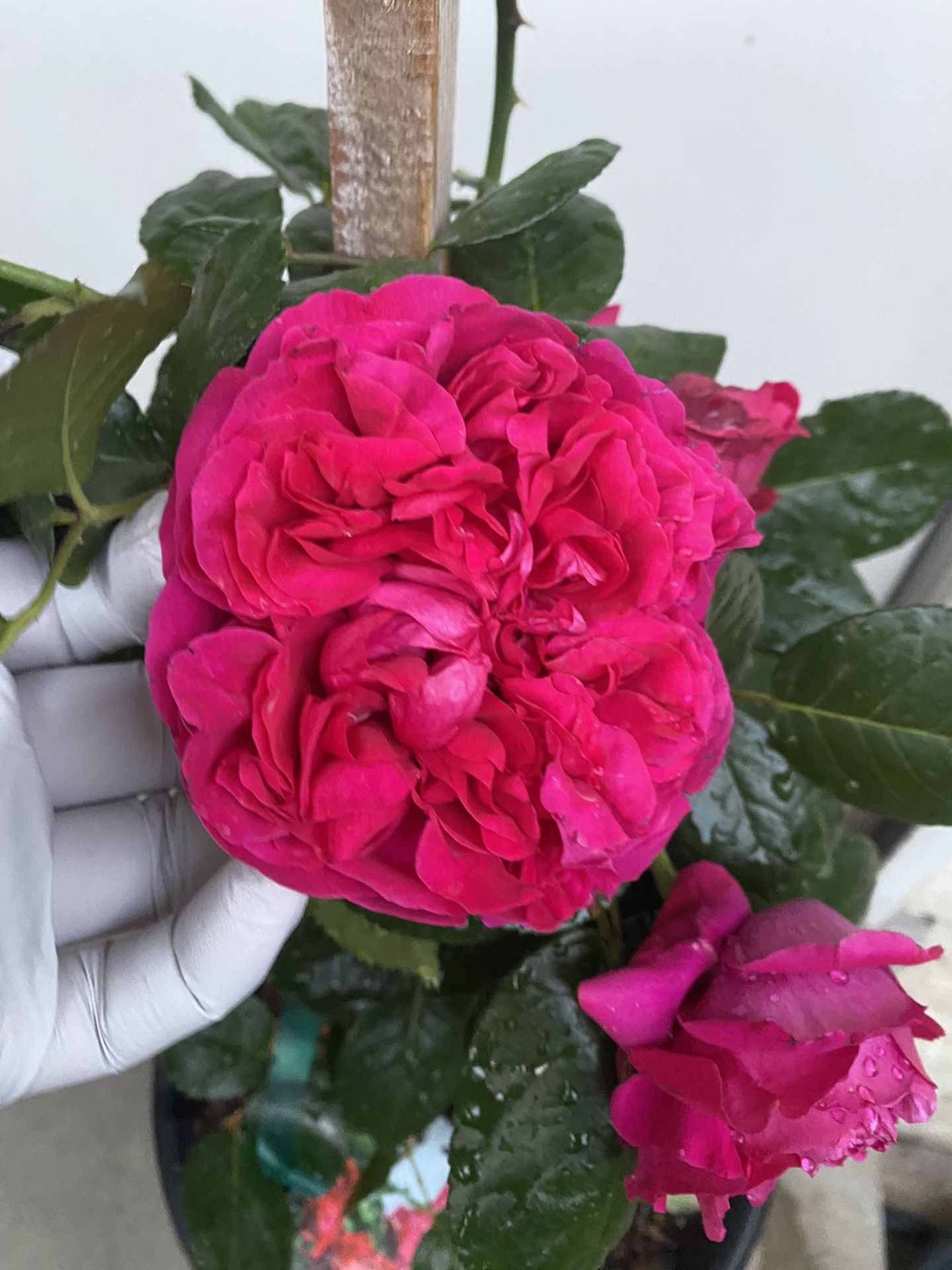 EDÉN CLIMBER ROSE PLANT WITH FLOWERS , In 5 Gallons Pot Pick Up Only