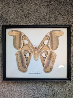 Real framed Atlas moth
