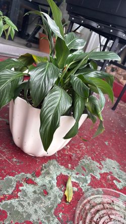 Peace Lilly plants