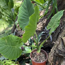 Beautiful Alocasia Odora 