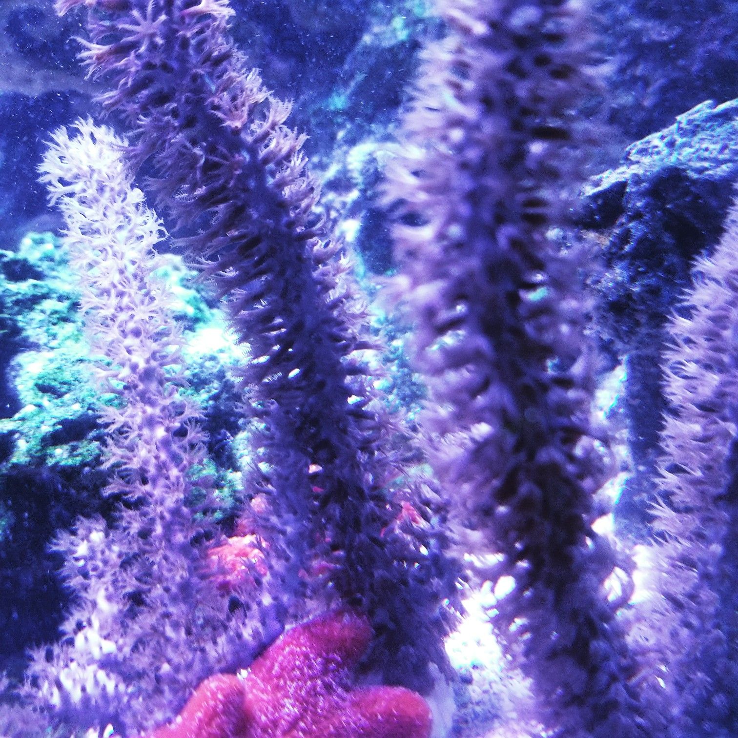 Gorgonian coral 5-6 inch