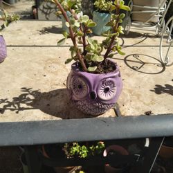 Succulent in Ceramic Pot 