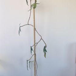 8’ Philodendron squamiferum