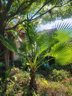 Palm trees