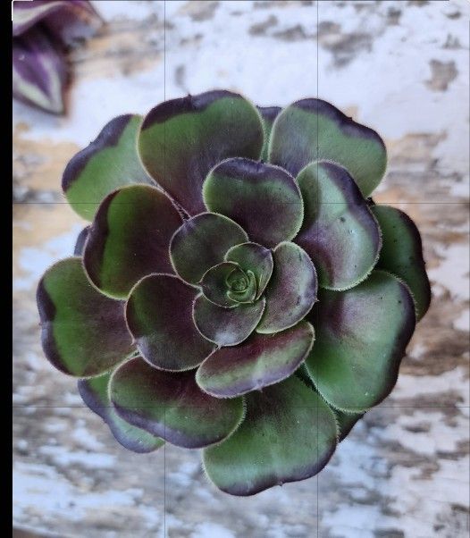 GREEN/BLACK ROSE ANEONIUM 3 INCHES ACROSS POTTED W ROOTS